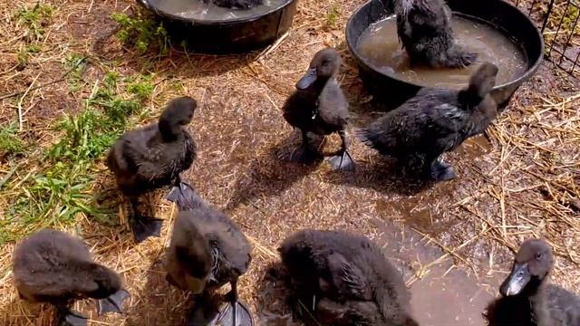 From Duckling to Adult in 52 DAYS! (Rare Cayuga Ducks!) смотреть онлайн