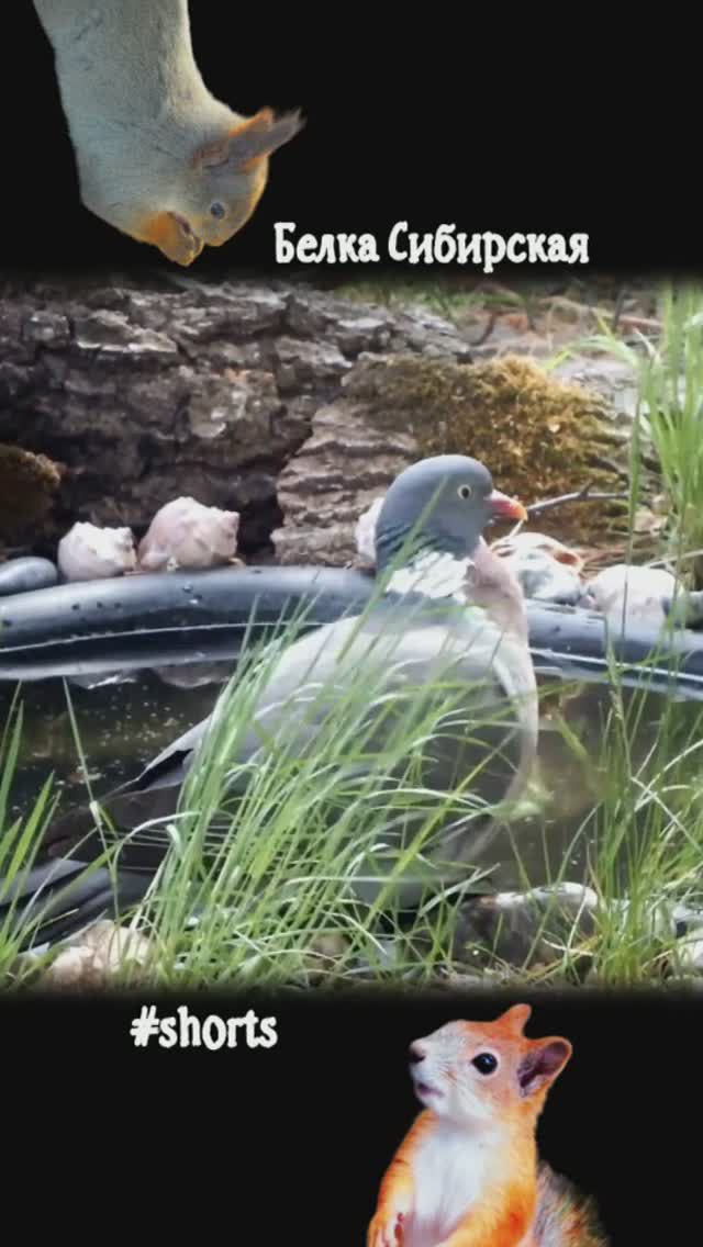 Лесной голубь снова у пруда
