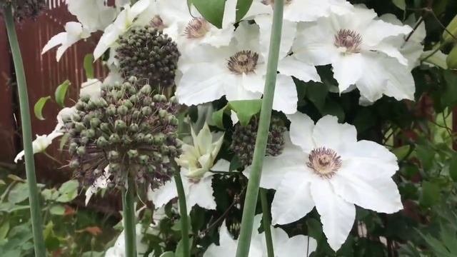 Три клематиса в саду ? три группы обрезки и три цвета ? в чем отличие (1).mp4 смотреть онлайн