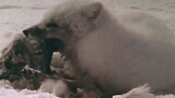 Animal Protection Institute PSA