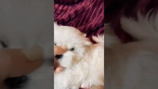 Мальчик мальтезе мини ДОРОГО с родословной FCI без недостатков, вес во взрослом виде 2 кг смотреть онлайн