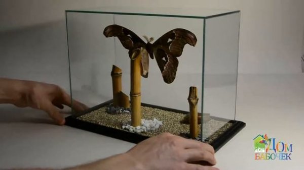 Attacus Atlas  в 3-d Кубе