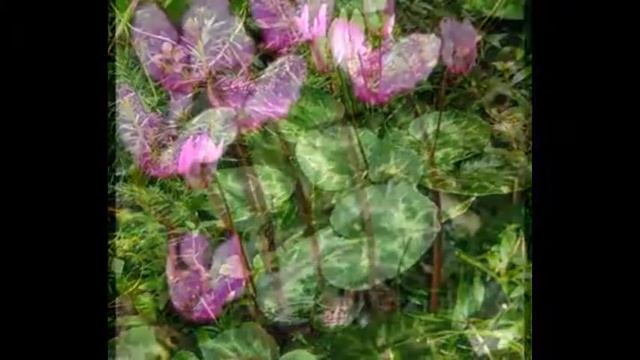 Дряква европейская Cyclamen vernum смотреть онлайн