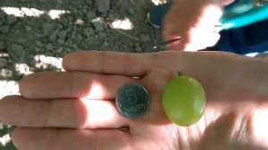 @Виноград Миланка селекции М  Гречко  Отзыв винограде 2020