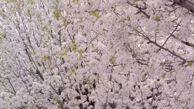 Ambient Study Music To Concentrate - Music For Studying, Concentration And Memory, Study Music #11