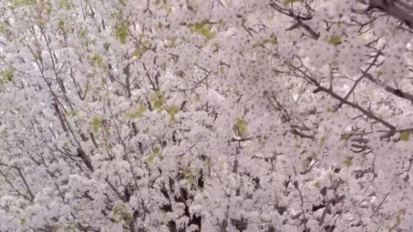 Ambient Study Music To Concentrate - Music for Studying, Concentration and Memory, Study Music #11