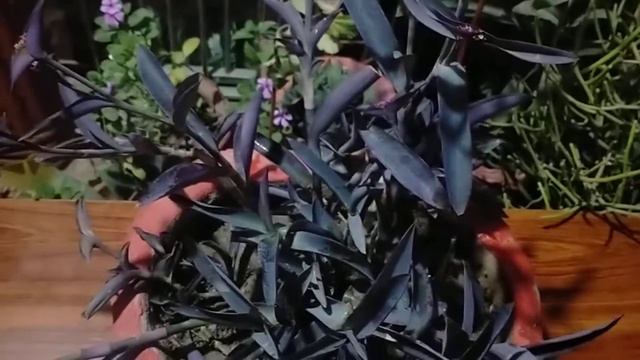 How to Grow and Care of Purple Heart Plant.(Humdan Garden) смотреть онлайн