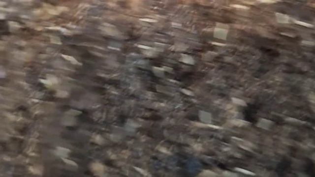 САЖАЕМ ЦИНЕРАРИЮ. смотреть онлайн