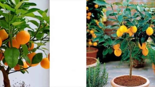 экодар гибридные мини деревья смотреть онлайн