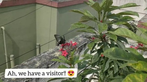 How to Grow and Care Jatropha Plant | Beautiful Red Flowers | Blooms Throughout the Year