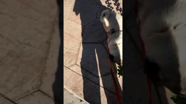 Pee boy ep1 :Pee boy pug pees on everything! смотреть онлайн