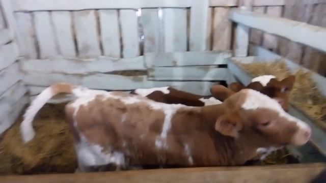 Телята.Коровы.Хозяйство.Обзор на 06.02.2019 г. смотреть онлайн