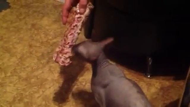 Кот против мусульман смотреть онлайн