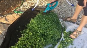 Стрижка самшита, уход за самшитом.