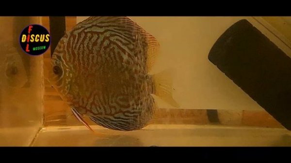DISCUS#ДИСКУС# КРИСТАЛЛ ДИСКУС