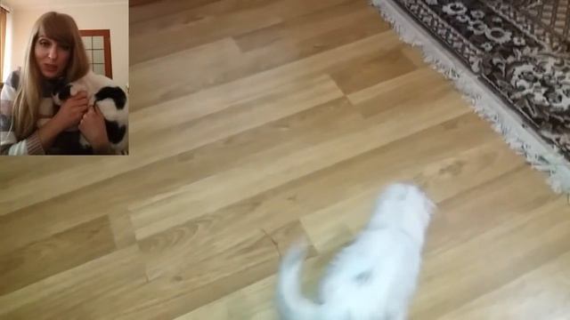 Брошенный котенок 2/3 часть спасения бездомного котенка смотреть онлайн