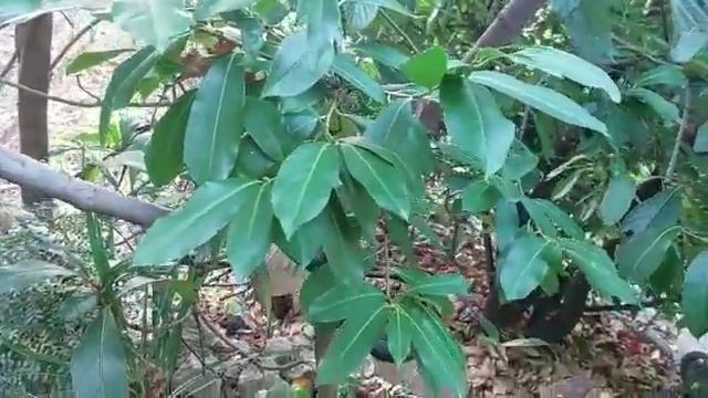 ПАЛЬМЫ,ОЛЕАНДР,МАГНОЛИЯ,БЕРЕСКЛЕТ,ЛАВР,МУШМУЛА,ЛАВРОВИШНЯ,МОРОЗНИК,ГОРТЕНЗИЯ,БАМБУК!ДАЧА 2022 Г.??? смотреть онлайн