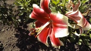 ГОЛОВА КРУГОМ ОТ ТАКОГО ЦВЕТЕНИЯ.ТОП-10 САМЫХ КРАСИВЫХ РАСЦВЕТОК ЛИЛИЙ НА МОЁМ УЧАСТКЕ.