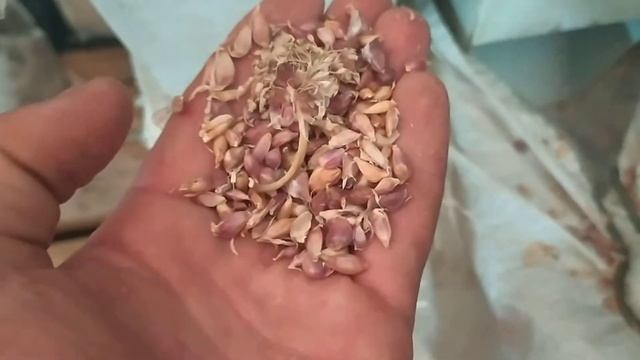 Калибровка воздушки чеснока Любаша . смотреть онлайн