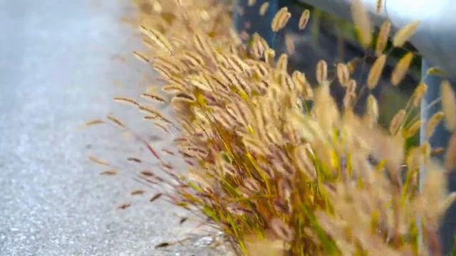 Лисий хвост-это название травы,бабочки и гусеница. Вы точно этого не знали. смотреть онлайн