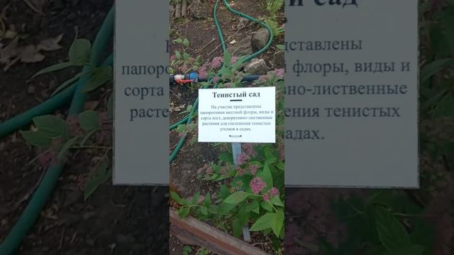 #Самара. Хоста Зибольда. смотреть онлайн