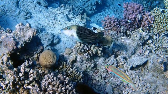 Прогулка на рифы Сахл Хашиш. Октябрь 2022. смотреть онлайн