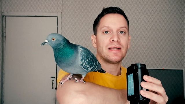 Откажитесь от покупки петард и фейерверков, чтобы уберечь животных от гибели! смотреть онлайн