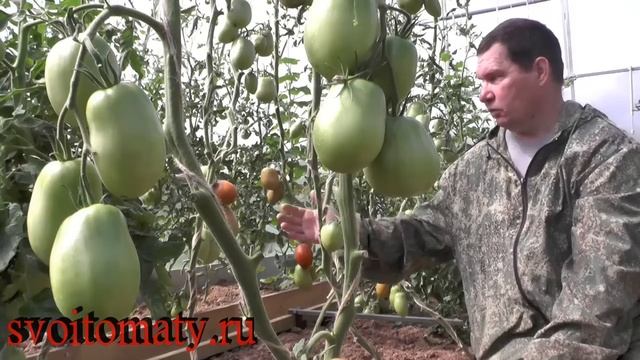 Метис смотреть онлайн