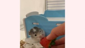 Какого хомяка завести Джунгарского или сирийского?! ￼