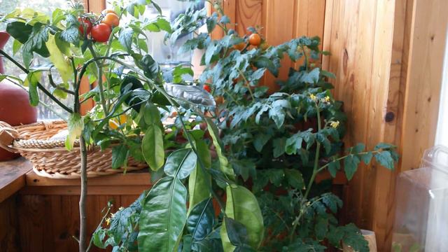 Мой балконный огород часть 4. 23.09.15 смотреть онлайн