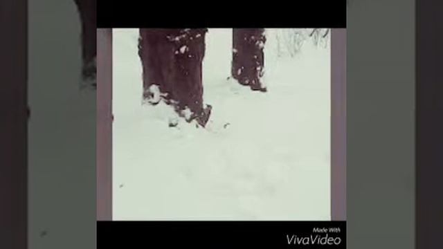 Наглый Дятел смотреть онлайн