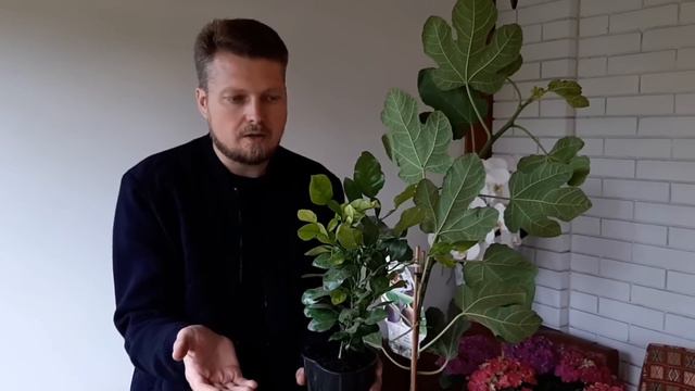 Распаковка посылки. Новые растения смотреть онлайн