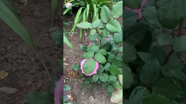 Розы Марины Пеньковой.Шаховская, Подмосковье смотреть онлайн