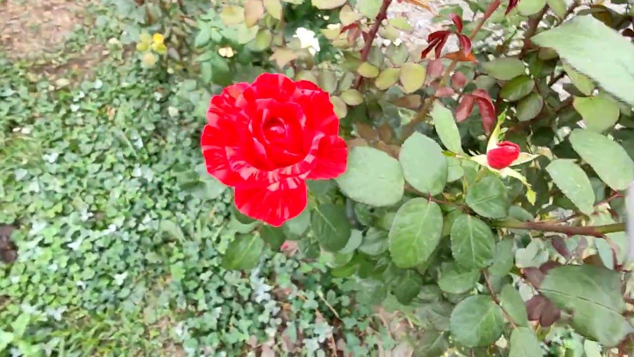 red intuition. Ред Интуишн rosebushes.ru чайно-гибридная роза смотреть онлайн