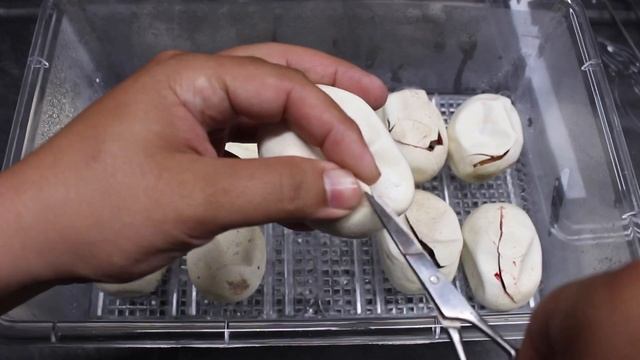 T- Albino Goldeneye x Weird Ivory Blood Python Clutch! смотреть онлайн