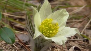 Божественное исцеление от остеохондроза Для женщин Полная версия  Настрои академика Сытина Г.Н.