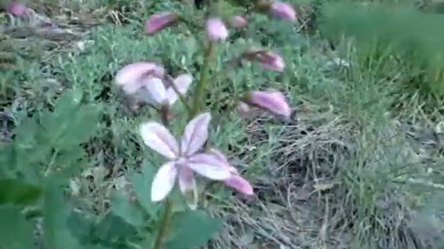 КРЫМ ОПАСНЫЕ РАСТЕНИЯ смотреть онлайн