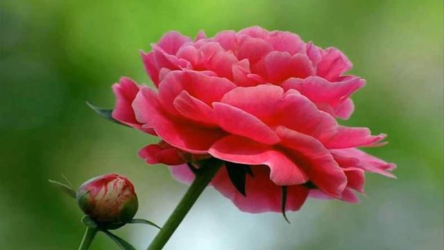 Red peony flower (HD1080p) смотреть онлайн