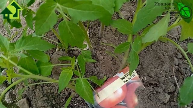 Сеял томаты прямо в грунт в марте в теплицу. И вот посмотрите, что получилось! Мне понравилось! смотреть онлайн