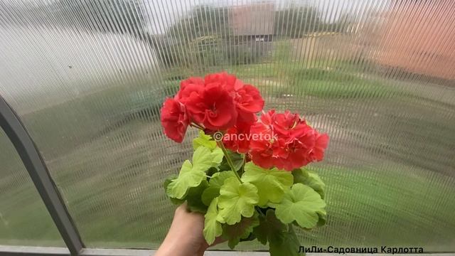 ЛиЛи Садовница Карлотта смотреть онлайн