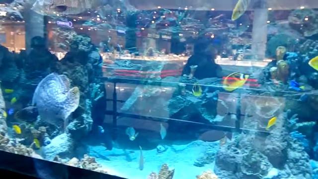 Аквариум в" Океан Плаза",гКиев смотреть онлайн