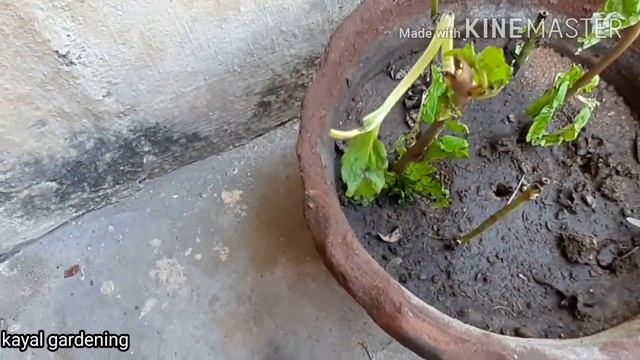How to start Terrace Garden? | Part II |Perfect Zero Budget gardening | complete Guide for beginner смотреть онлайн