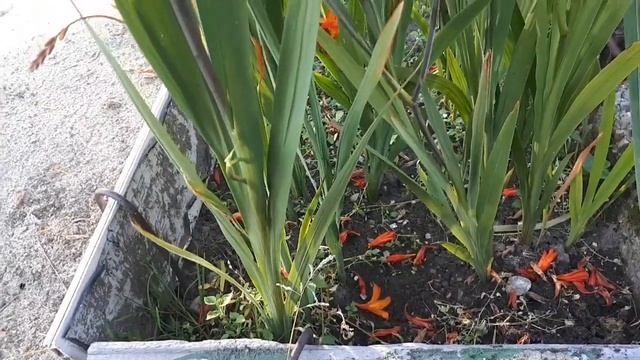 Осенний огонёк, монбреция. смотреть онлайн