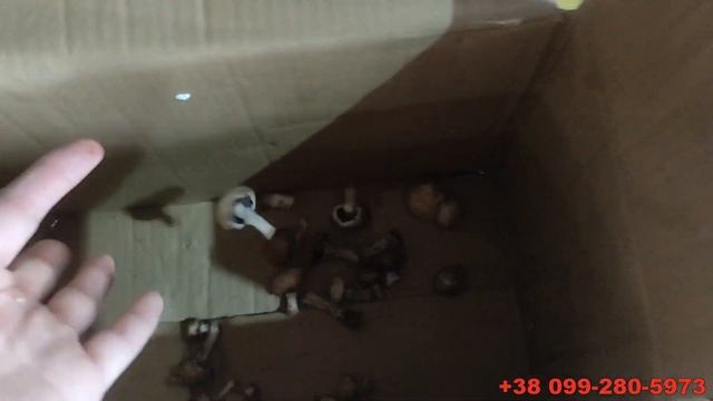 Линия калибровки и мойки грибов - линейный ременной калибратор и моечная машина вихревая смотреть онлайн