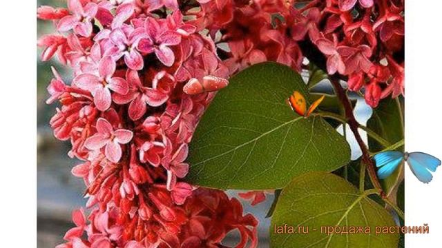 Сирень мейера Ред Пикси (syringa meyeri red pixie) ? обзор: как сажать, саженцы сирени Ред Пикси смотреть онлайн