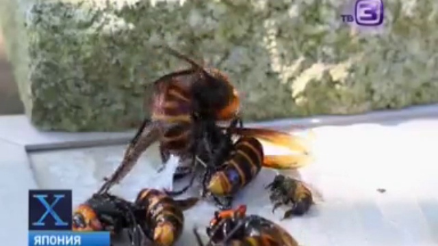 Шершни-убийцы атакуют Японию. смотреть онлайн
