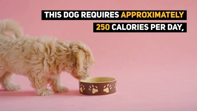 The Teacup Poodle: Everything About This Teacup-sized Companion Dog! смотреть онлайн