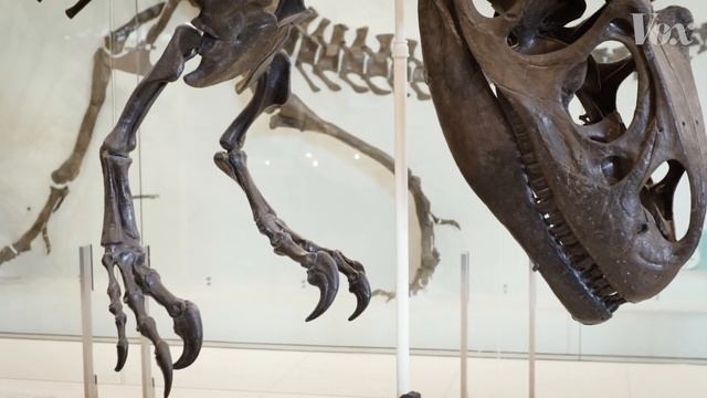 How scientists solved this dinosaur puzzle смотреть онлайн