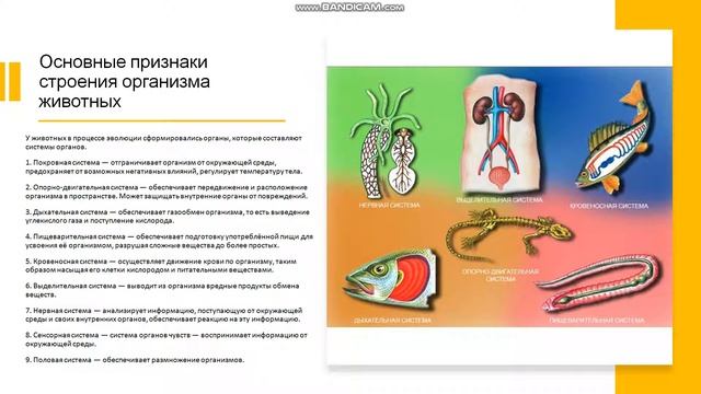 7 класс Основные признаки животных Зоология как наука Основные признаки строения организма животных