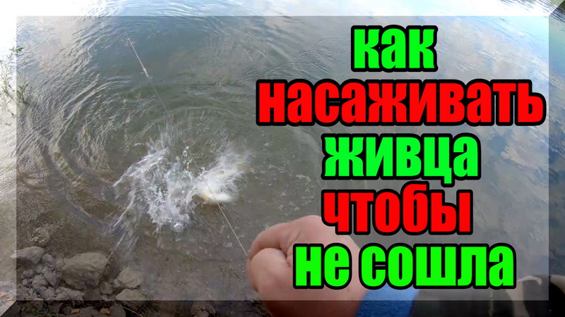 Ловля щуки на живца с берега(резинки, донки, поставушки). Рыбалка за рыбалкой на реке Оке. Часть 2. смотреть онлайн